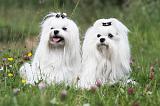 BICHON MALTAIS 015